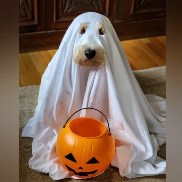 Halloween Costume Contest Halloween 🎃👻🦇